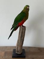 Perruche royale en peluche - Wildernis Atelier, Collections, Collections Animaux, Enlèvement ou Envoi, Neuf, Oiseaux, Animal empaillé