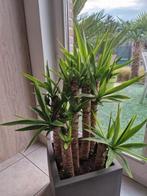 Yucca met 7 takken, Ophalen, Yucca
