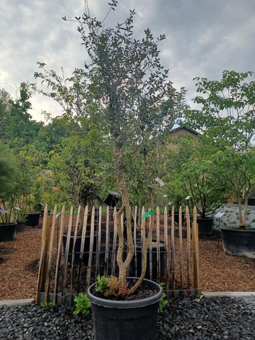 Meerstammige boom solitaire bomen, Tuin en Terras, Planten | Bomen, In pot, Ophalen