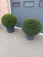 Taxus baccata bol, Tuin en Terras, Ophalen, Taxus, Struik, 100 tot 250 cm