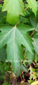 Acer saccharum, Ophalen, Winter, Halfschaduw