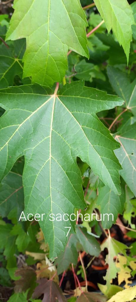 Acer saccharum, Tuin en Terras, Planten | Bomen, Halfschaduw, Winter, Ophalen