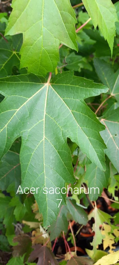 Acer saccharum, Jardin & Terrasse, Plantes | Arbres, Ombre partielle, Hiver, Enlèvement