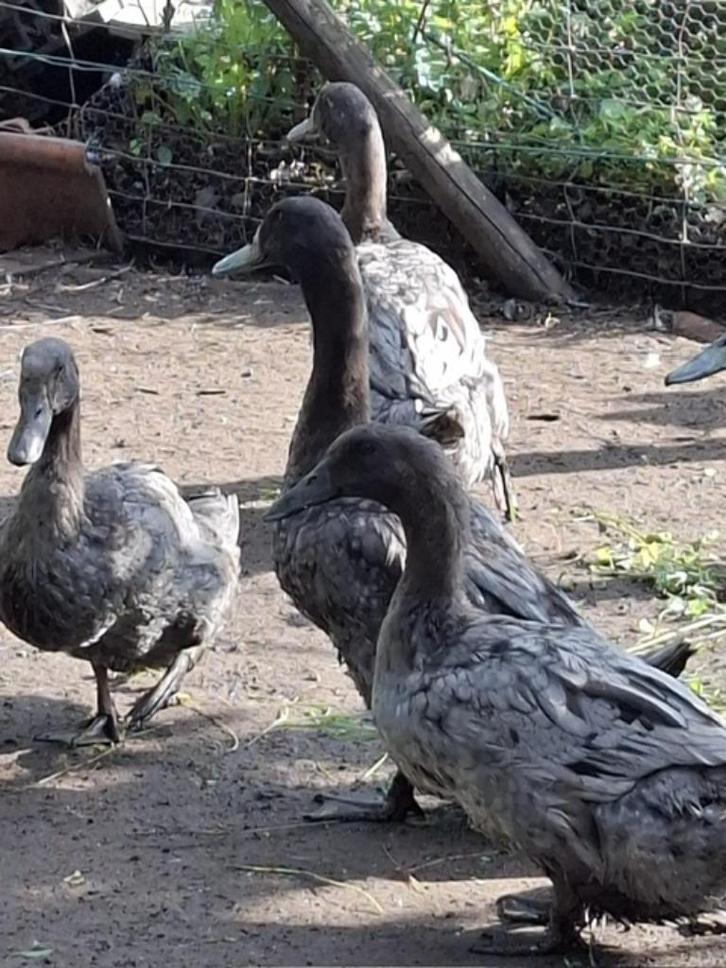 eenden (5 blauwe - 1 bruine), Dieren en Toebehoren, Pluimvee, Eend, Meerdere dieren