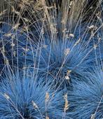 Graminées par espèces, Jardin & Terrasse, Plantes | Jardin, Enlèvement ou Envoi, Plante fixe