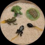 Levenscyclus kikker , montessori , sensorisch speelgoed, Enlèvement ou Envoi