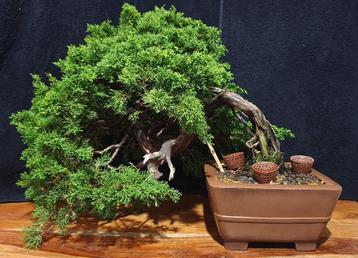 Juniperus chinensis bonsai beschikbaar voor biedingen