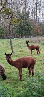 Alpaca's, Dieren en Toebehoren