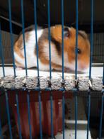 Hamsters dorés, Dieren en Toebehoren, Knaagdieren