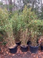 Bamboo 4st, Tuin en Terras, Ophalen