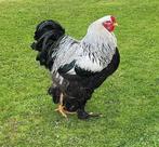 Oeufs, Ophalen of Verzenden
