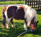Amerkaans Minipaardje 83 cm., Dieren en Toebehoren, Merrie