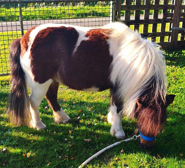 Amerkaans Minipaardje 83 cm., Dieren en Toebehoren, Pony's, Merrie