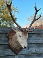 Hertenkop taxidermie, Ophalen of Verzenden