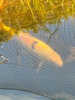 Koi Taisho sanke 55 cm, Karper of Koi