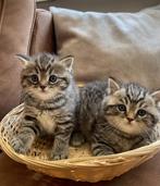 Britse korthaar kittens, Dieren en Toebehoren, Katten en Kittens | Raskatten | Korthaar, Gechipt, 0 tot 2 jaar, Poes
