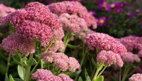 sedum herbstfreude, Tuin en Terras, Planten | Tuinplanten, Vaste plant, Overige soorten, Volle zon, Zomer, Ophalen