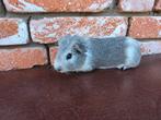 2 cavia beertjes, Juli, Mannelijk, Cavia