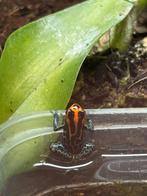 Ranitomeya Amazonica, Animaux & Accessoires, Reptiles & Amphibiens, Amphibien, 0 à 2 ans