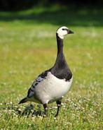 Brandganzen / Brandgans / gans / ganzen, Dieren en Toebehoren, Pluimvee, Meerdere dieren, Gans of Zwaan