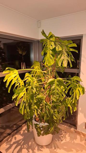 Monstera 180cm,te groot gekocht. beschikbaar voor biedingen