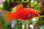15x Oranje Platy - CHEAP!