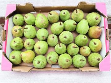 stoofperen  beschikbaar voor biedingen
