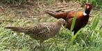 bosfazanten koppel, Dieren en Toebehoren, Geringd