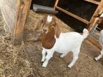 Boergeit bokje met stamboekpapieren te koop, Dieren en Toebehoren, Schapen, Geiten en Varkens, Mannelijk, Geit, 0 tot 2 jaar