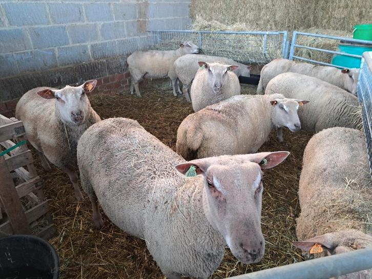 Lot charrollais ooien. gedekt, Dieren en Toebehoren, Schapen, Geiten en Varkens