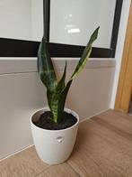 Sanseveria (vrouwentong) in mooie pot Elho, Enlèvement ou Envoi