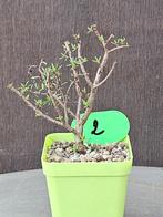 Crassula Sarcocaulis, Tuin en Terras, Overige soorten, Volle zon, Vaste plant, Ophalen of Verzenden