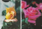 Cartes postales vintage avec des roses, Collections, Autres thèmes, Non affranchie, 1980 à nos jours, Enlèvement ou Envoi