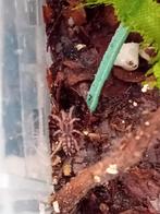 Hapalopus furmosus, Animaux & Accessoires, Insectes & Araignées, Araignée ou Scorpion