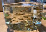Baby guppies te koop, Vis, Zoetwatervis