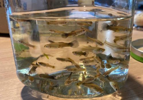 Baby guppies te koop, Animaux & Accessoires, Poissons | Poissons d'aquarium, Poisson d'eau douce, Poisson