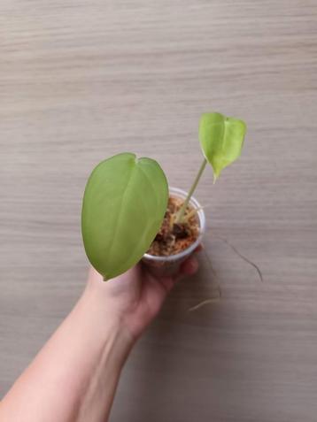 Syngonium chiapense  beschikbaar voor biedingen