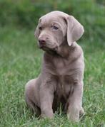 Labrador pups Zilver, België, CDV (hondenziekte), 8 tot 15 weken, Labrador retriever