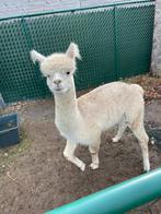 Alpaca hengst met stamboom - wit, Dieren en Toebehoren, Augustus, Mannelijk