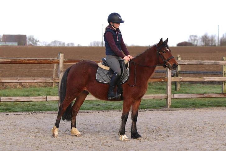 Un poney en D amusant et polyvalent, Animaux & Accessoires, Poneys, Hongre