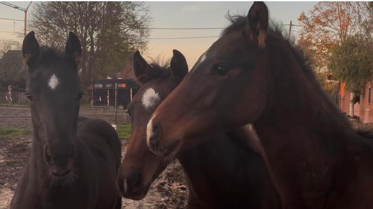 Conkanno Ps Uit een bewezen moederlijn!, Animaux & Accessoires, Chevaux, Étalon, Ne s'applique pas, 0 à 2 ans, Cheval de saut