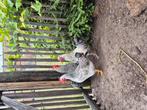Hanen van 5 maanden oud te koop, Dieren en Toebehoren, Pluimvee