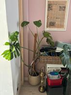 Monstera met pot, Enlèvement