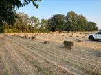 Kleine hooibalen te koop oogst 2025, Zakelijke goederen, Landbouw | Veevoer, Ophalen