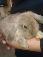 Heel leuk jong dwergkonijn duo nhd, Dieren en Toebehoren, Konijnen, Meerdere dieren, Dwerg, Hangoor, 0 tot 2 jaar