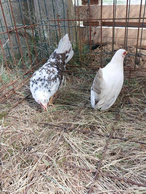 Serama hennetjes en evt. een haantje, Dieren en Toebehoren, Pluimvee