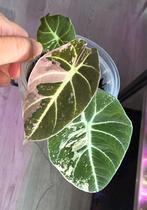 Alocasia black velvet pink, Enlèvement