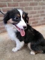 Tricolor driekleur pup junior mannetje, Dieren en Toebehoren, Honden | Herdershonden en Veedrijvers, CDV (hondenziekte), Meerdere