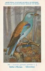 SCHARRELAAR, Collections, Cartes postales | Animaux, Envoi, Non affranchie, Oiseaux