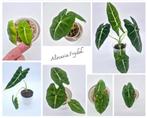 Alocasia Frydek, Ophalen of Verzenden